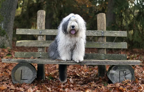 Picture each, dog, bench