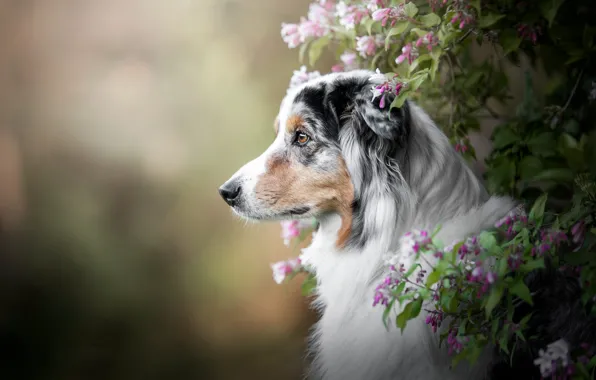 Look, face, flowers, branches, nature, background, Bush, portrait