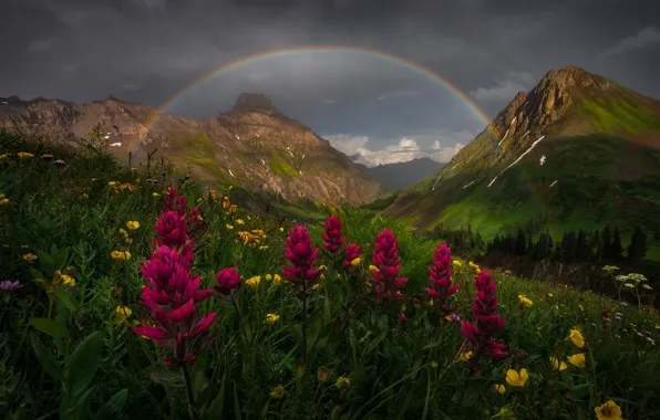 Field, summer, the sky, flowers, mountains, clouds, rocks, rainbow