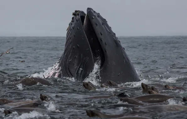 Whale, lunch, humpback, sea lions