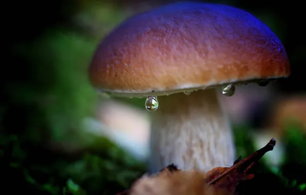 Picture drops, macro, nature, White mushroom