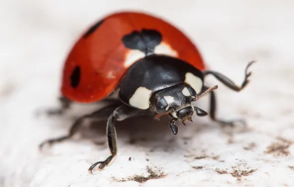 Ladybug, legs, insect, mandibles