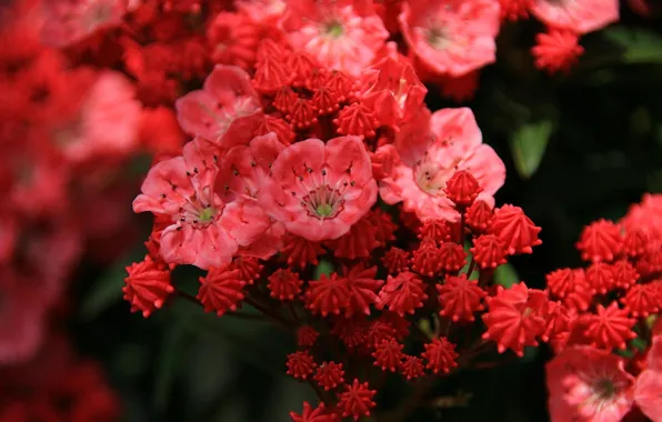 Bush, branch, petals, buds, flowering