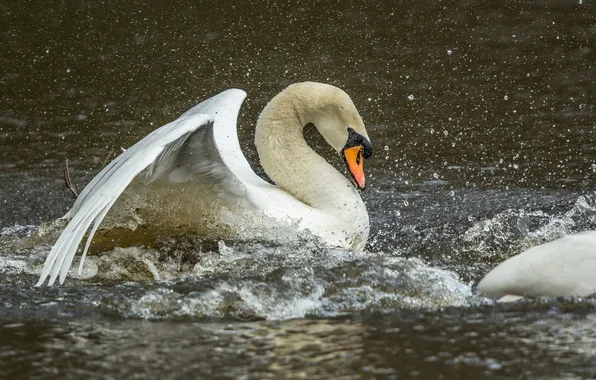 Picture white, water, squirt, movement, bird, wings, grace, Swan