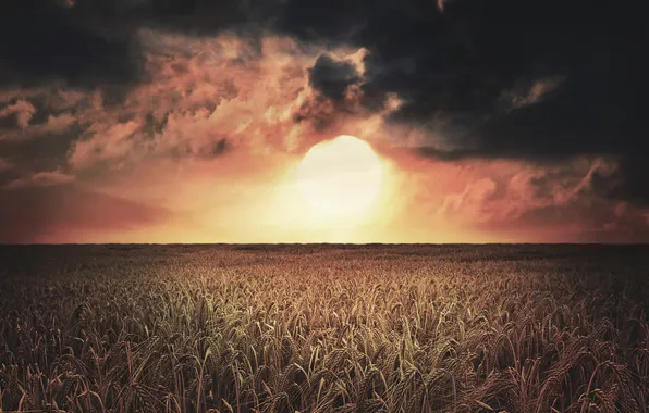 Field, the sky, the sun, clouds, light, landscape, sunset, nature