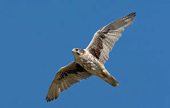 The sky, bird, flight, Falcon