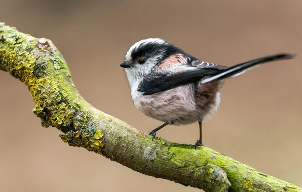Picture moss, branch, bird, long-tailed tit