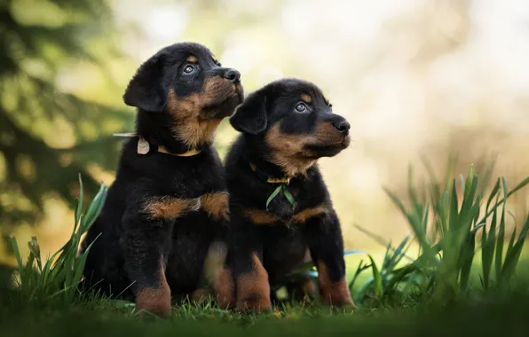 Dogs, puppies, kids, a couple, bokeh, twins, Beauceron, French shepherd