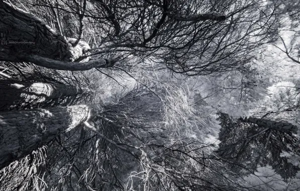 Picture trees, nature, color