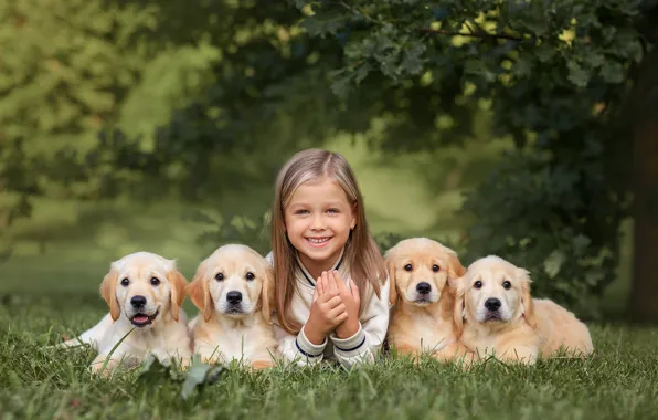 Dogs, summer, grass, branches, nature, pose, smile, together