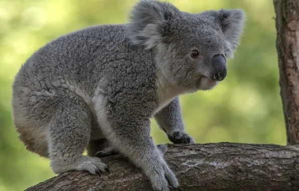 Picture look, face, trees, branches, pose, background, Koala