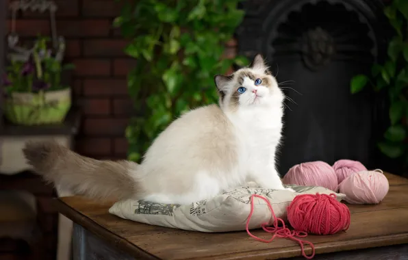 Cat, cat, leaves, house, table, garden, pillow, blue eyes