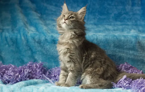 Cat, look, pose, kitty, grey, muzzle, sitting, blue background