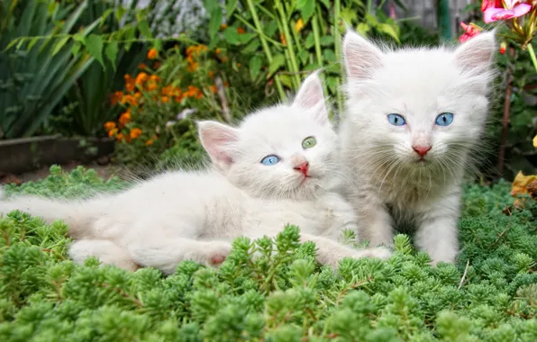 Flowers, kittens, white, a couple