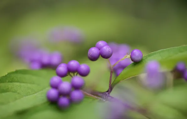 Greens, leaves, berries, focus, purple, shrub, Purpleberry, Callicarpa