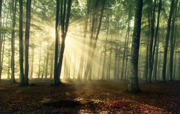 Forest, the sun, rays, trees