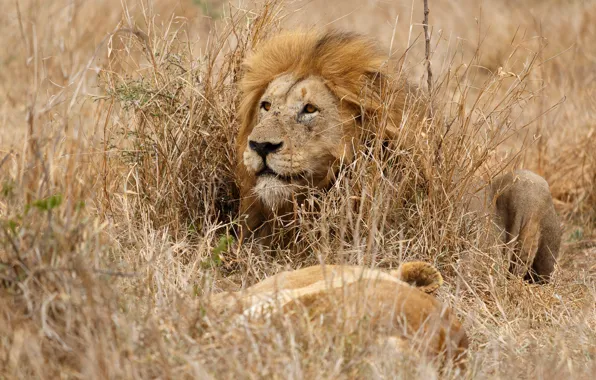 Picture grass, look, face, stay, glade, portrait, Leo, lioness