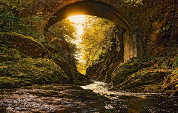 Forest, bridge, arch