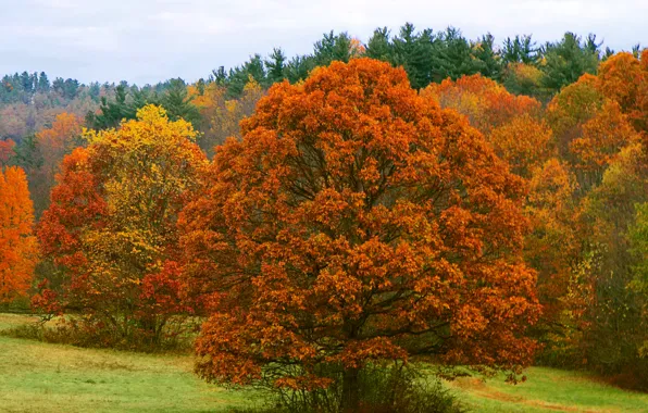 Picture autumn, forest, the sky, leaves, trees, foliage, the crimson
