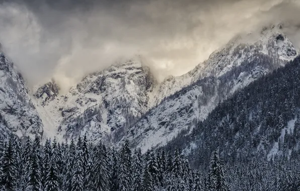 Picture winter, forest, the sky, snow, trees, mountains, clouds, nature