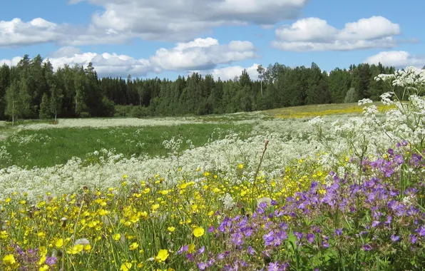 Picture forest, the sky, grass, clouds, trees, landscape, flowers, nature