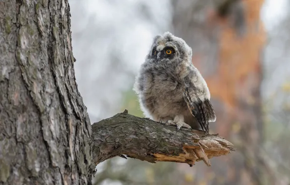 Look, nature, tree, owl, bird, branch, chick, bitches