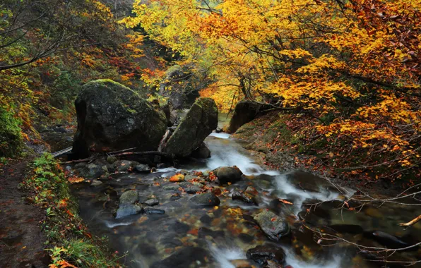 Autumn, trees, river, stream, stones