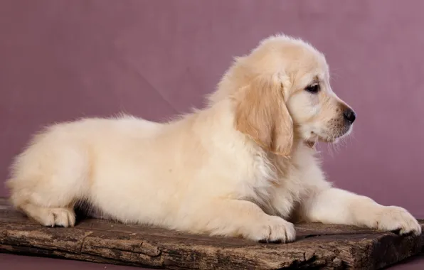 Puppy, Labrador, Retriever