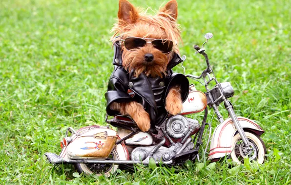 Picture grass, dog, glasses, jacket, motorcycle, Yorkshire Terrier