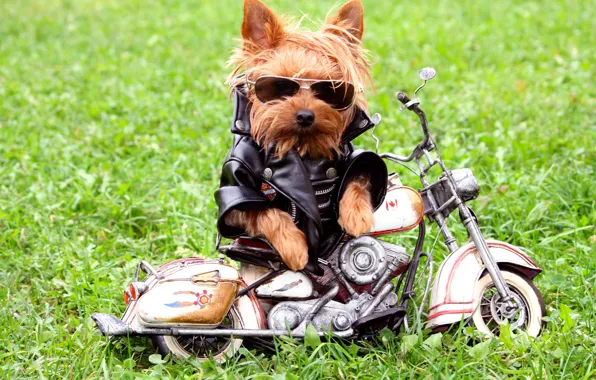 Grass, dog, glasses, jacket, motorcycle, Yorkshire Terrier