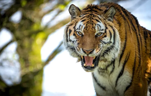 Picture look, tiger, mouth