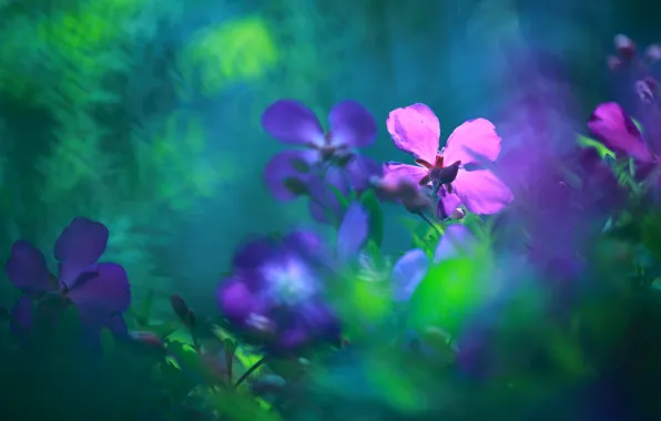 Picture purple, flowers, background, flowers, lilac