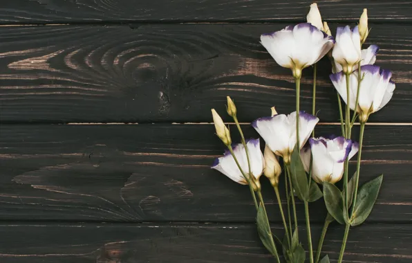 Flowers, white, wood, flowers, eustoma, eustoma