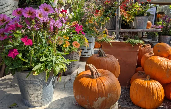 Flowers, harvest, pumpkin, vegetables