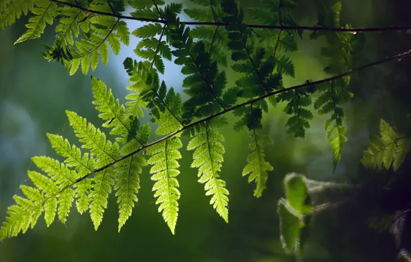 Picture macro, branches, spring, fern, Furness