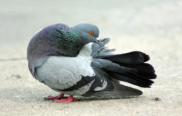 Picture BACKGROUND, SAND, TAIL, BIRD, FEATHERS, LEGS, TAIL, DOVE