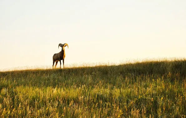 Field, the sky, grass, horn, sheep