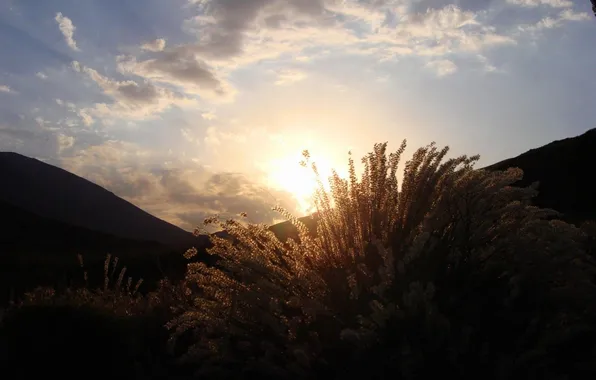 Summer, sunset, plant