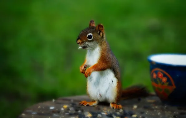 Chipmunk, bowl, green background, stand, meal
