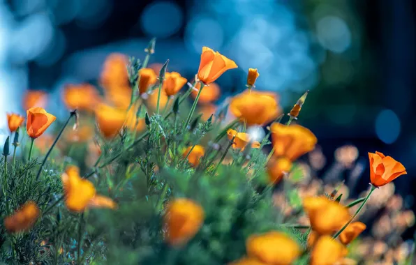 Greens, summer, flowers, yellow, garden, orange, flowerbed, escholzia
