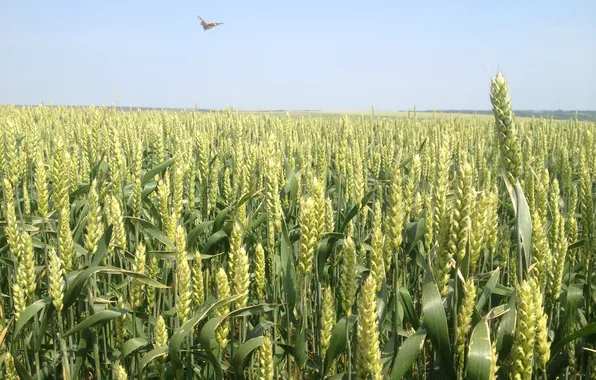 Field, the sky, butterfly, ear, stem