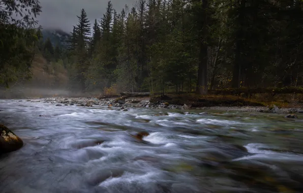 Picture forest, river, shore, for, ate, pond