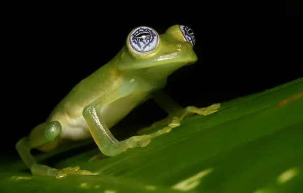 Picture eyes, look, macro, green, leaf, frog, black background