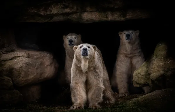 Look, pose, rock, the dark background, stones, paws, shelter, bears