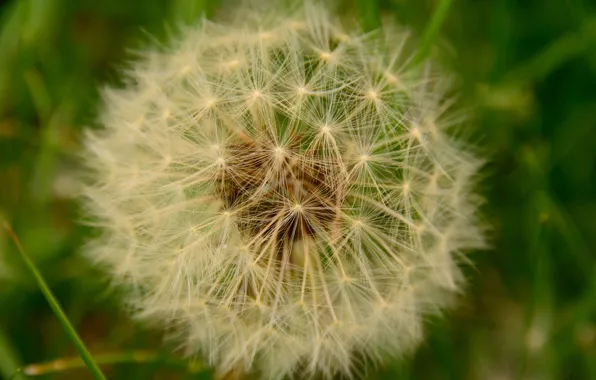 Picture macro, Dandelion, macro, Dandelion