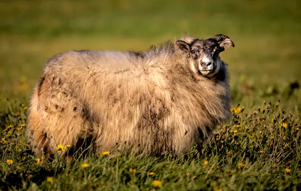 Look, face, flowers, nature, glade, wool, RAM, lamb