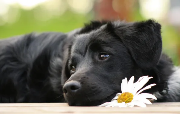 Picture flower, Daisy, dog, puppy, lies, sad, cherish