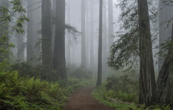 Picture forest, trees, nature, fog, CA, USA, USA, path