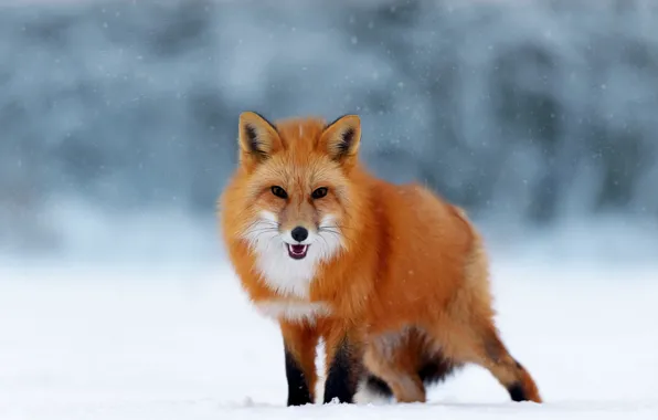 Picture winter, snow, nature, animal, Fox, Fox