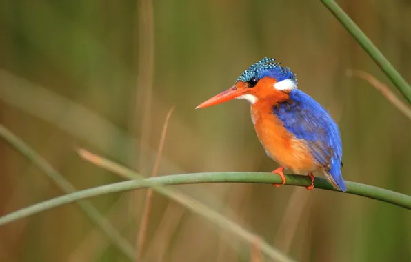 Background, bird, stem, Kingfisher, bright plumage